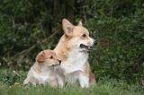 CORGI PEMBROKE 1213